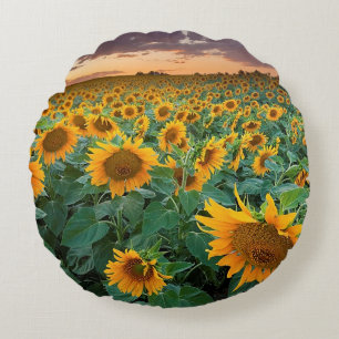 Sonnenblume-Feld in Longmont, Colorado Rundes Kissen