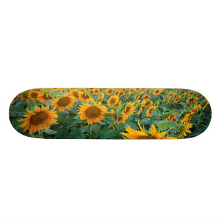 Sonnenblume-Feld in Longmont, Colorado Skateboard