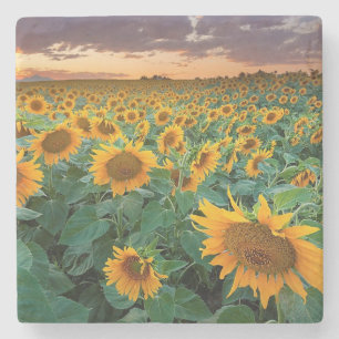 Sonnenblume-Feld in Longmont, Colorado Steinuntersetzer