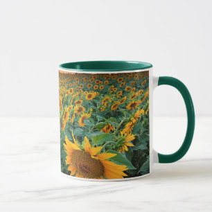 Sonnenblume-Feld in Longmont, Colorado Tasse