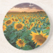 Sonnenblume-Feld in Longmont, Colorado Untersetzer (Vorne)