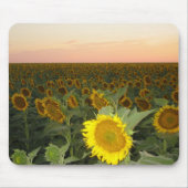 Sonnenblume-Feld Mousepad (Vorne)