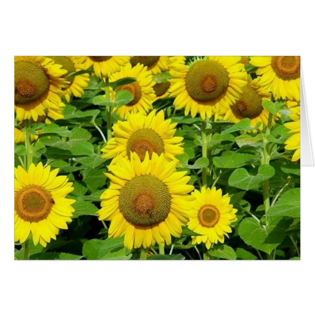 Sonnenblume-Felder (Vorderseite (Horizontal))
