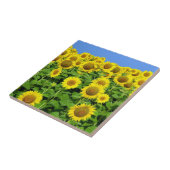 Sonnenblume-Felder Fliese (Seite)