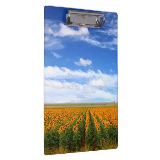 Sonnenblume-Felder Klemmbrett (Rechts)