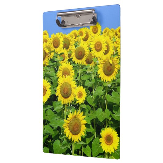 Sonnenblume-Felder Klemmbrett (Links)