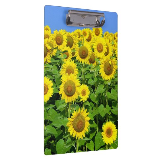Sonnenblume-Felder Klemmbrett (Rechts)