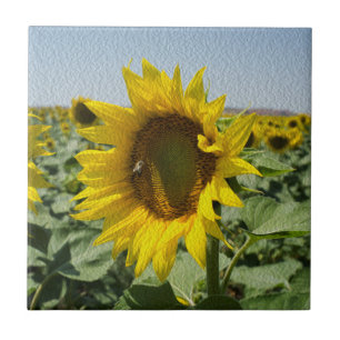 Sonnenblume Fliese