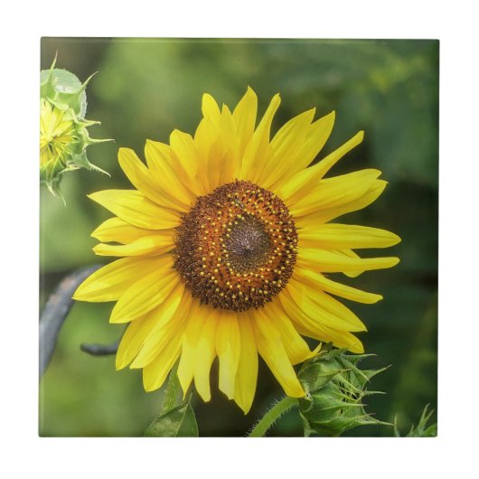 Sonnenblume Fliese (Vorderseite)