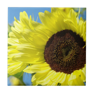 Sonnenblume-Fliesenkunstgeschenke Fliese