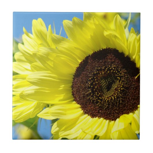 Sonnenblume-Fliesenkunstgeschenke Fliese (Vorderseite)