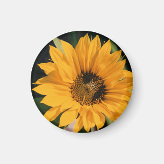 Sonnenblume Foto Magnet