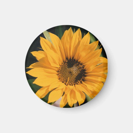 Sonnenblume Foto Magnet (Vorne)