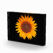 Sonnenblume Fotoblock (Rechts)