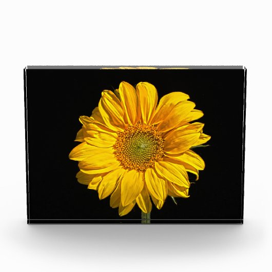 Sonnenblume Fotoblock (Vorderseite)