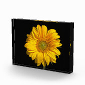 Sonnenblume Fotoblock (Rechts)