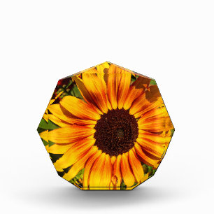 Sonnenblume Fotoblock