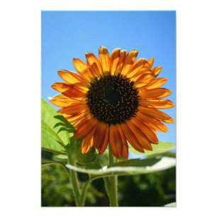 Sonnenblume Fotodruck
