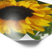 Sonnenblume Fotodruck (Ecke)