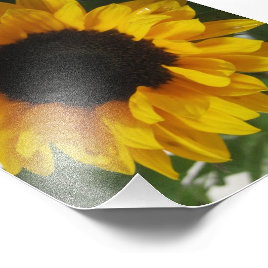 Sonnenblume Fotodruck (Ecke)