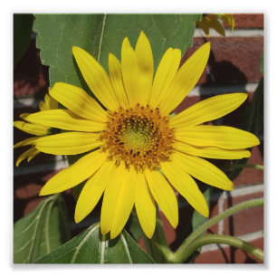 Sonnenblume Fotodruck