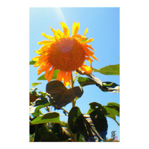 Sonnenblume Fotodruck