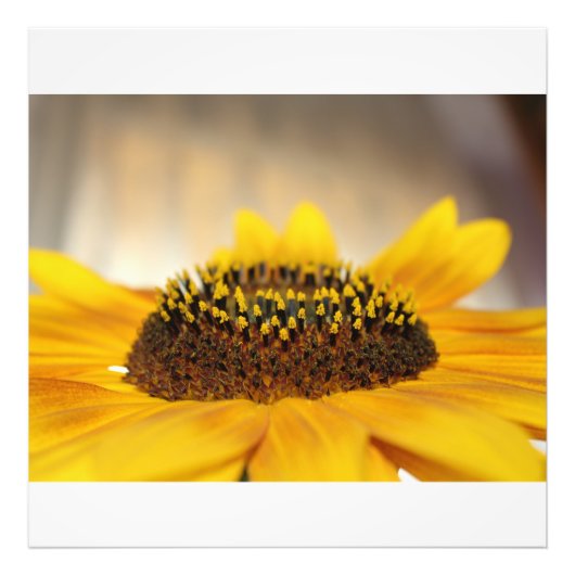 Sonnenblume Fotodruck (Vorne)