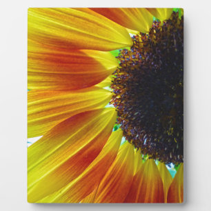 Sonnenblume Fotoplatte
