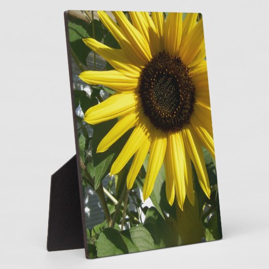 Sonnenblume Fotoplatte (Seite)