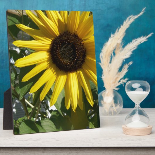 Sonnenblume Fotoplatte (Seite)