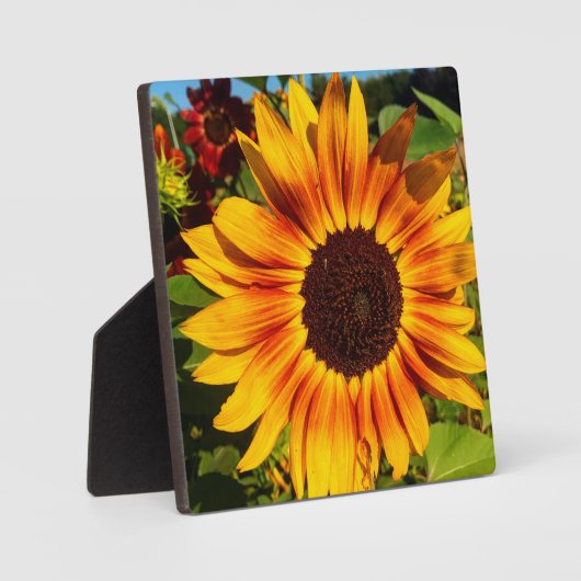 Sonnenblume Fotoplatte (Vorderseite)