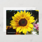 Sonnenblume & Freunde Bouquet - Postkarte (Vorne/Hinten)