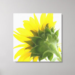 Sonnenblume Fuzz Canvas Print Leinwanddruck