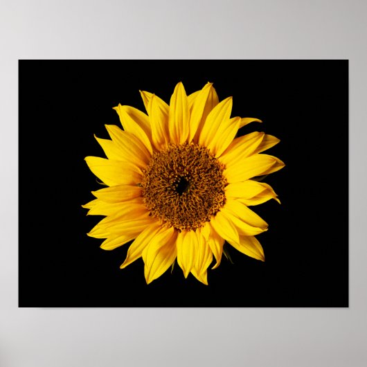 Sonnenblume Gelb auf Schwarz - Maßgeschneiderte So Poster (Vorne)