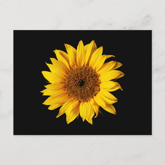 Sonnenblume Gelb auf Schwarz - Maßgeschneiderte So Postkarte (Vorderseite)