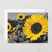 Sonnenblume: Gelber Farbtausch Postkarte (Vorne/Hinten)