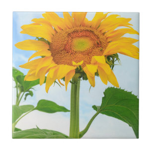 Sonnenblume, Gemeinschaftsgarten, Moses Lake, WA, Fliese