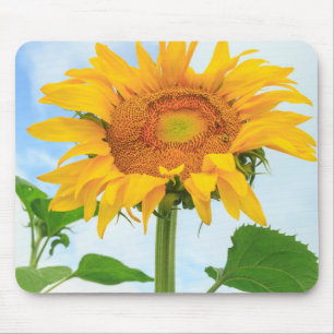Sonnenblume, Gemeinschaftsgarten, Moses Lake, WA,  Mousepad