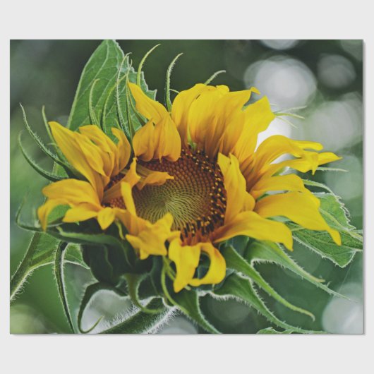 Sonnenblume Geschenkpapier (Flach)