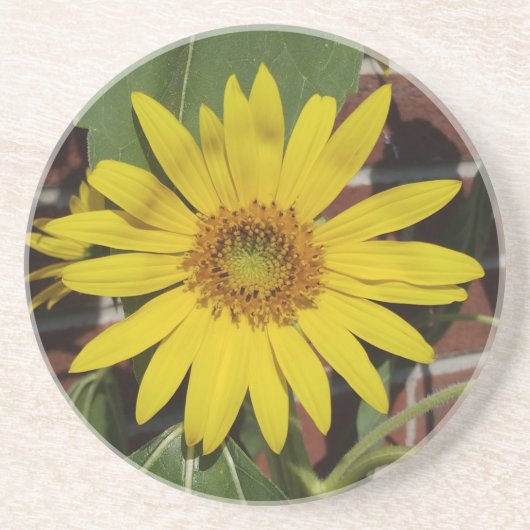 Sonnenblume Getränkeuntersetzer (Vorne)