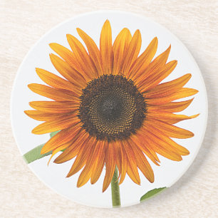 Sonnenblume Getränkeuntersetzer