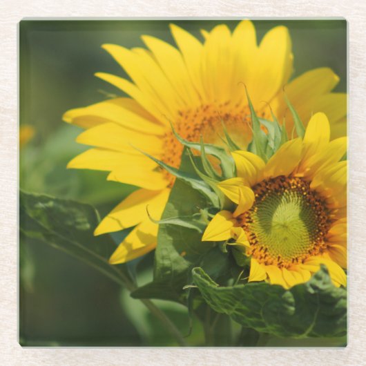 Sonnenblume - Glasuntersetzer (Vorderseite)