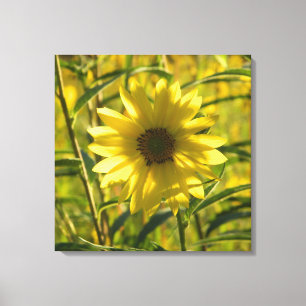 Sonnenblume Glühweiche Canvas Print 24x24 Leinwanddruck