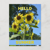 Sonnenblume Hallo Sommer Fotografie Flora Postkarte (Vorderseite)