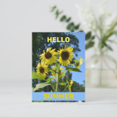 Sonnenblume Hallo Sommer Fotografie Flora Postkarte (Stehend Vorderseite)