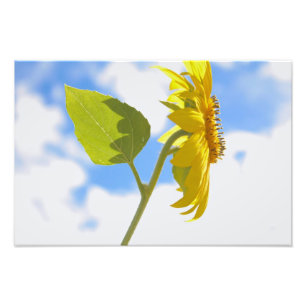 Sonnenblume Himmel Fotodruck