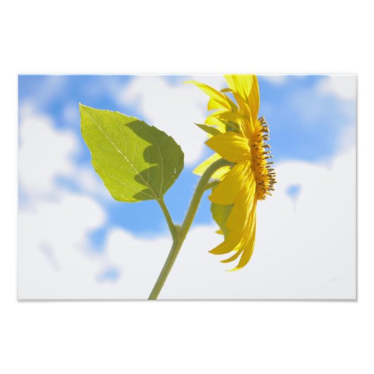Sonnenblume Himmel Fotodruck (Vorne)
