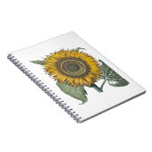 Sonnenblume Hortus Eystettensis , 1713 Notizblock (Rechte Seite)