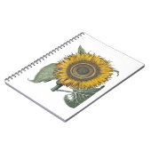 Sonnenblume Hortus Eystettensis , 1713 Notizblock (Linke Seite)