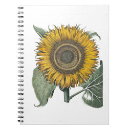 Sonnenblume Hortus Eystettensis , 1713 Notizblock